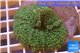 Rhodactis green big leaf 5-6 cm WYSIWYG acclimaté