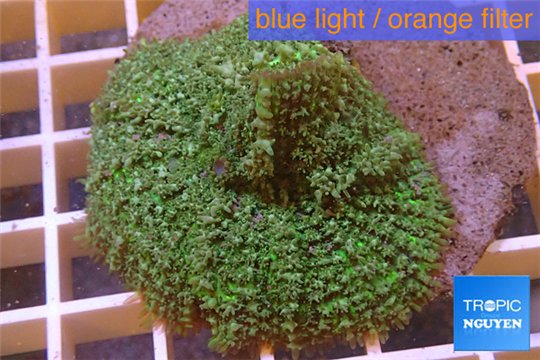 Rhodactis green big leaf 5-6 cm WYSIWYG acclimaté