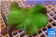 Sarcophyton erenberghi long white polyps Australia 10-15 cm WYSIWYG acclimaté