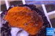Montipora red cap 2-3 cm WYSIWYG acclimaté