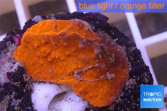 Montipora red cap 2-3 cm WYSIWYG acclimaté