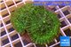 Rhodactis green big leaf 2 polyps WYSIWYG acclimaté