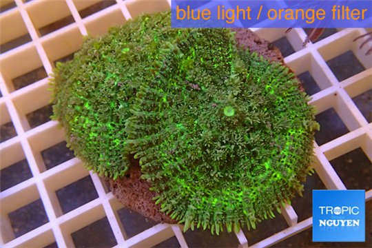 Rhodactis green big leaf 2 polyps WYSIWYG acclimaté