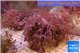 Xenia long polyps 10-15 cm WYSIWYG acclimaté