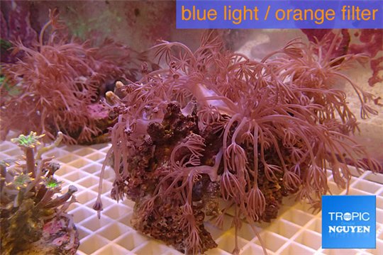 Xenia long polyps 10-15 cm WYSIWYG acclimaté