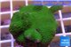 Montipora digitata green 2-4 cm WYSIWYG acclimaté