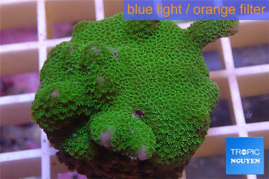 Montipora digitata green 2-4 cm WYSIWYG acclimaté