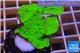 Montipora green cap 2-4 cm WYSIWYG acclimaté