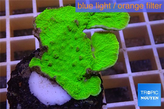 Montipora green cap 2-4 cm WYSIWYG acclimaté