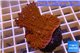 Montipora red purple polyps 3-4 cm WYSIWYG acclimaté