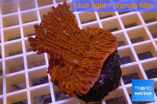 Montipora red purple polyps 3-4 cm WYSIWYG acclimaté