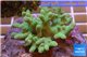 Sinilaria green 4-7 cm WYSIWYG acclimaté