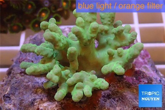 Sinilaria green 4-7 cm WYSIWYG acclimaté
