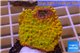 Montipora kung pao phoenix 3-4 cm WYSIWYG acclimaté