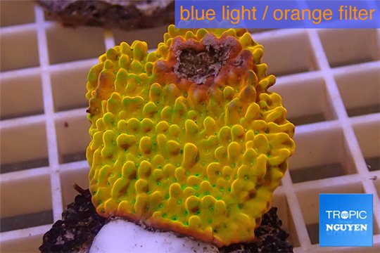 Montipora kung pao phoenix 3-4 cm WYSIWYG acclimaté