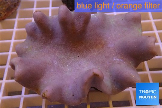 Sarcophyton full neon green polyps Australia 7-12 cm WYSIWYG acclimaté