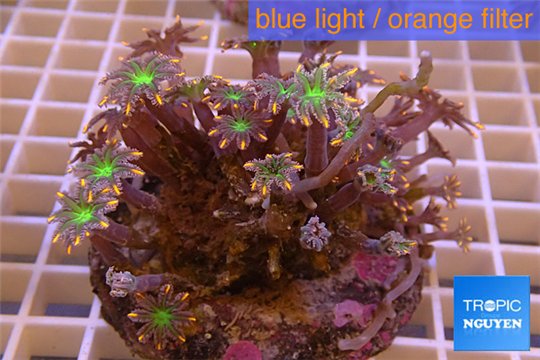 Clavularia papaya orange green 7-10 cm WYSIWYG acclimaté