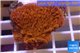 Montipora red purple polyps 3-4 cm WYSIWYG acclimaté