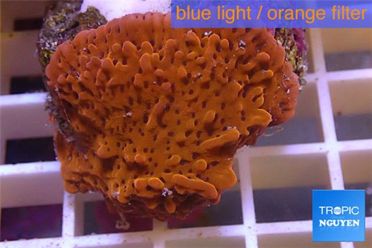 Montipora red purple polyps 3-4 cm WYSIWYG acclimaté