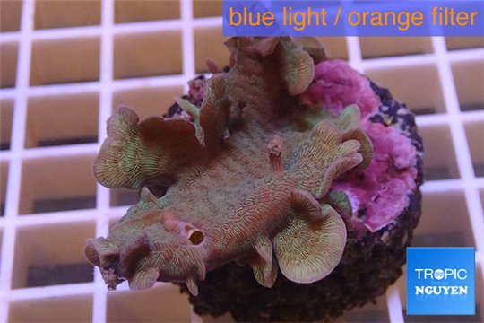 Pavona cactus green 3-4 cm WYSIWYG acclimaté