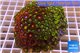 Zoanthus garden mix color 8-12 cm WYSIWYG acclimaté