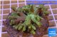 Sinularia green 5-8 cm WYSIWYG acclimaté