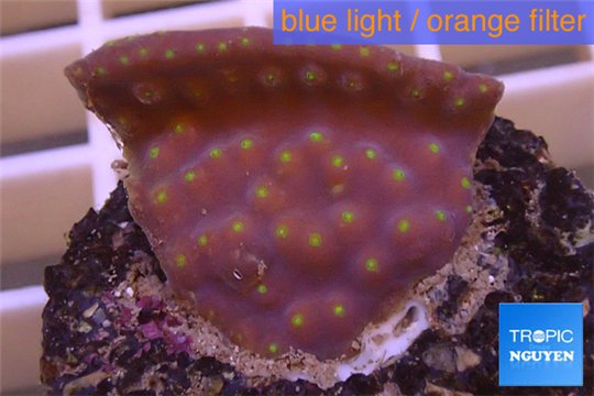 Turbinaria reniformis yellow polyps 2-3 cm WYSIWYG acclimaté