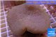 Sarcophyton long polyps 6-9 cm WYSIWYG acclimaté