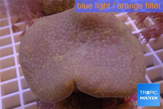 Sarcophyton long polyps 6-9 cm WYSIWYG acclimaté