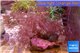 Xenia long polyps 7-12 cm WYSIWYG acclimaté