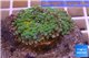 Ricordea yuma green gold 1 polyp WYSIWYG acclimaté
