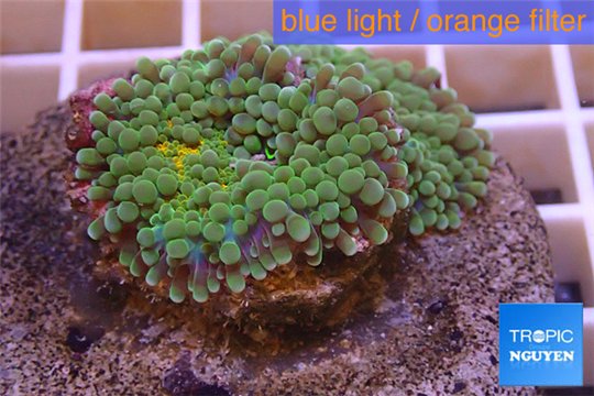 Ricordea yuma green gold 1 polyp WYSIWYG acclimaté