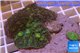 Rhodactis green big leaf 3 polyps WYSIWYG acclimaté
