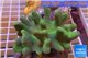 Lobophytum 8-12 cm WYSIWYG acclimaté