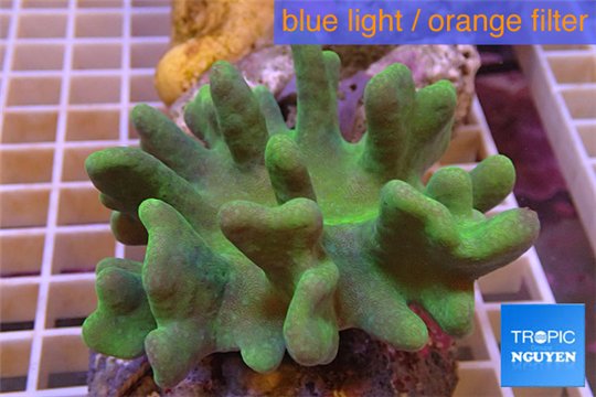 Lobophytum 8-12 cm WYSIWYG acclimaté