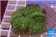 Rhodactis green big leaf 5-6 cm WYSIWYG acclimaté
