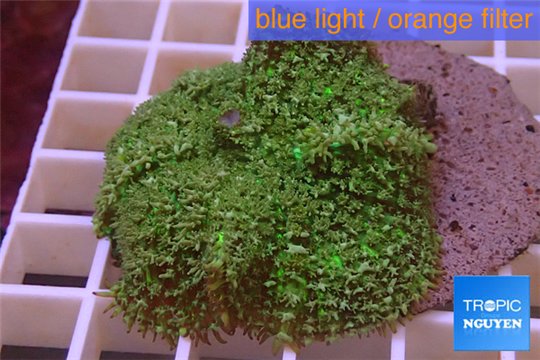 Rhodactis green big leaf 5-6 cm WYSIWYG acclimaté