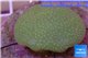 Sarcophyton long polyps 6-9 cm WYSIWYG acclimaté