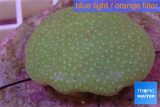 Sarcophyton long polyps 6-9 cm WYSIWYG acclimaté