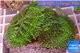 Rhodactis green big leaf 3 polyps WYSIWYG acclimaté