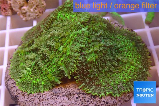 Rhodactis green big leaf 3 polyps WYSIWYG acclimaté