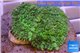 Rhodactis green big leaf 5-6 cm WYSIWYG acclimaté
