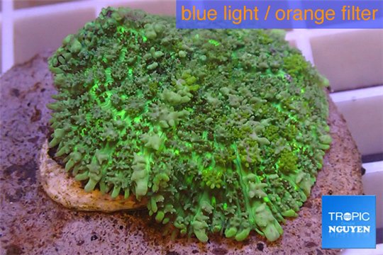 Rhodactis green big leaf 5-6 cm WYSIWYG acclimaté