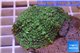 Rhodactis green big leaf 5-6 cm WYSIWYG acclimaté