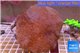 Sarcophyton long polyps 12-16 cm WYSIWYG acclimaté