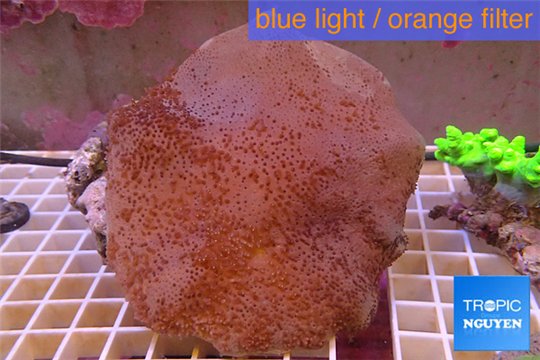 Sarcophyton long polyps 12-16 cm WYSIWYG acclimaté