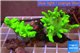 Sinularia flexibilis full neon green Australia 5-9 cm WYSIWYG acclimaté