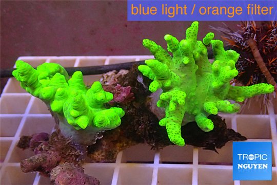 Sinularia flexibilis full neon green Australia 5-9 cm WYSIWYG acclimaté