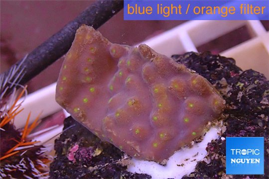 Turbinaria reniformis yellow polyps 2-3 cm WYSIWYG acclimaté
