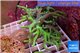 Sinularia flexibilis full neon green Australia 15-20 cm WYSIWYG acclimaté